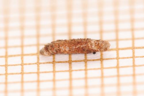 Coleophora caespititiella